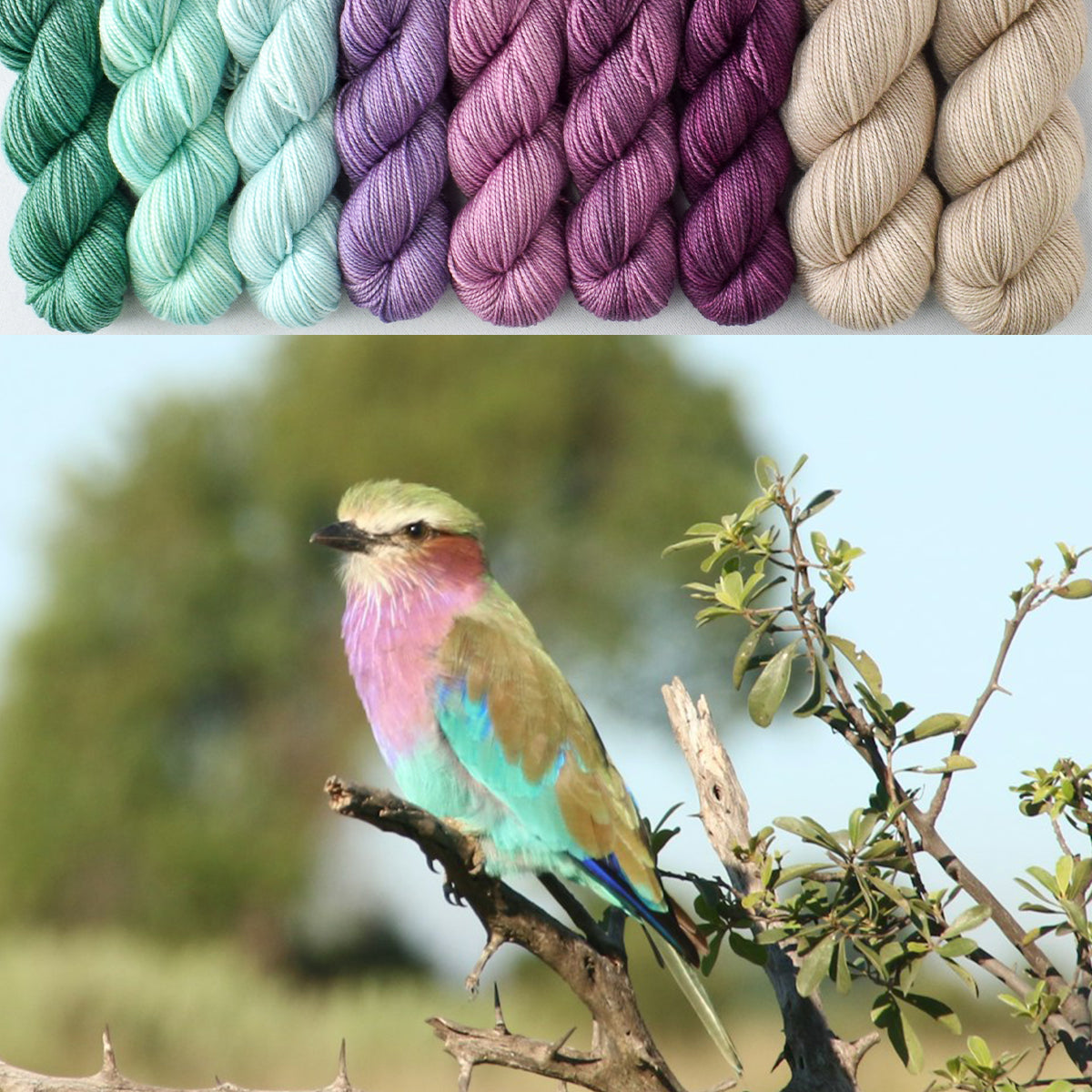 Lilac-Breasted Roller with Coastal Fog - Wings of Wonder Set - Babette